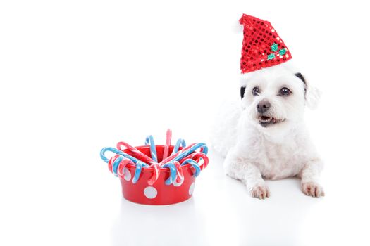 White dog wearing a Christmas santa hat lying beside a red dog bowl with candycanes. With space for copy.  White background.