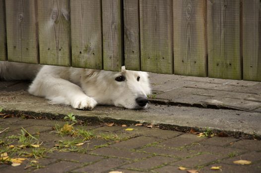 White dog with sad eyes looking from behind the gate