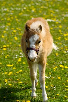 A sweet foal is standing alone on a flower meadow. 