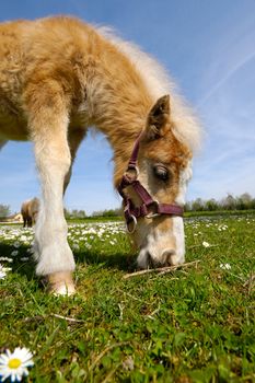 Sweet young horse is eating green grass