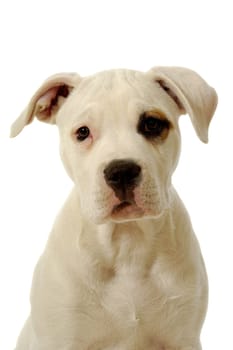 White puppy on white clean background