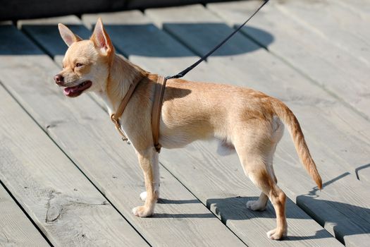 Sweet chihuahua dog in the sun