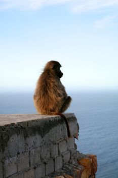 A baboon sitting on a rock near the coast of Cape Peninsula in South Africa
