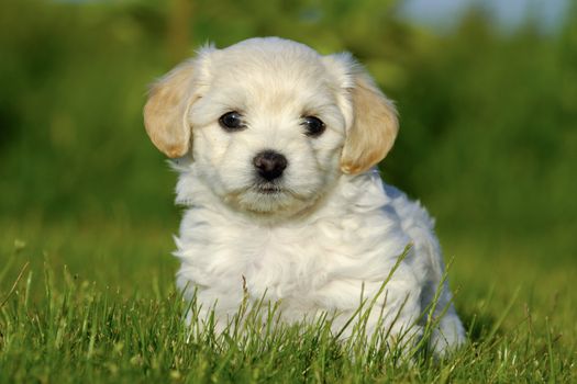 A Bichon Havanais puppy resting in the sun