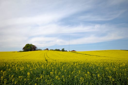 Yellow rape field and blue and cloudy sky.