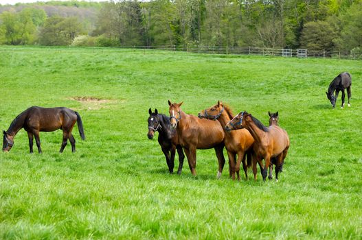 A groupe of horses on a green field.