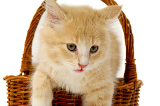 Sweet cat kitten is resting in a basket