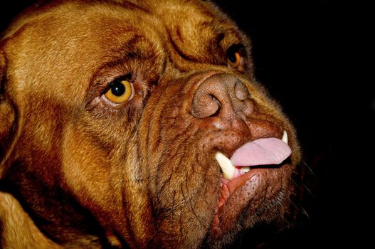 Face of a dog with long teeth and the tongue out of the mouth