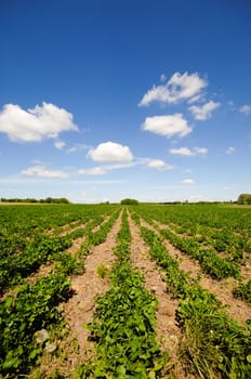 Field with rows of plants