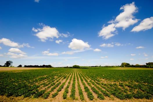 Field with rows of plants