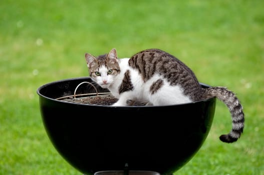A hungry cat sitting on a barbecue grill looking