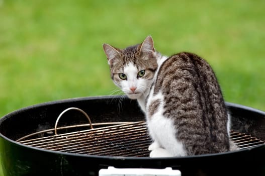 A hungry cat sitting on a barbecue grill