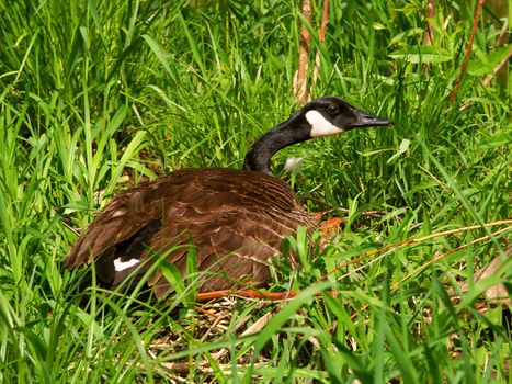 A Canada Goose (Branta canadensis) sits on its nest at Pewits Nest State Natural Area of Wisconsin.