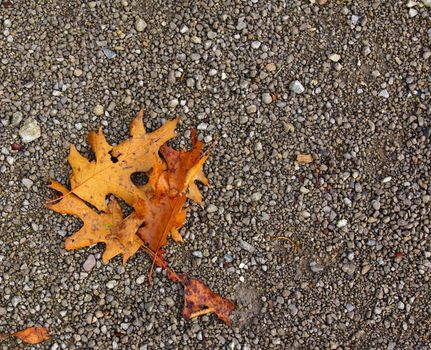 Autumn leaves against gray stones