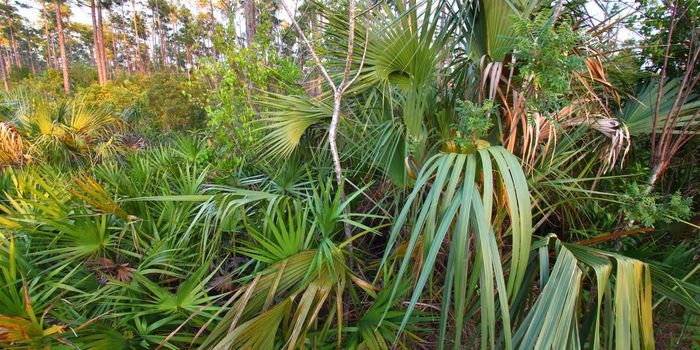 Palmetto covers the forest floor in the Everglades National Park in Florida.