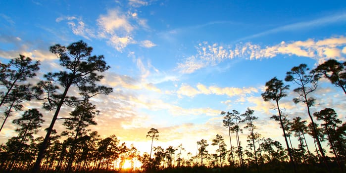 A beautiful sunset over a forest in the Everglades National Park of Florida.