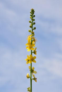 Common agrimony (Agrimonia eupatoria)