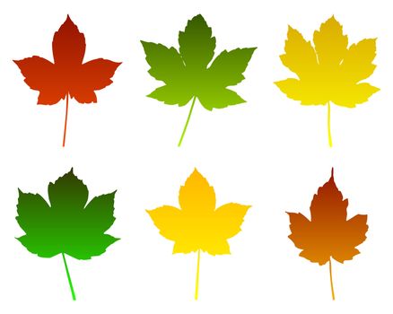 Maple leaves