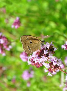 Ringlet (Aphantopus hyperantus)