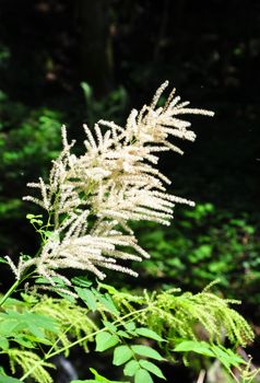 Goat's beard (Aruncus dioicus)