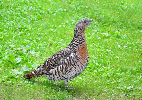 Capercaillie (Tetrao urogallus)