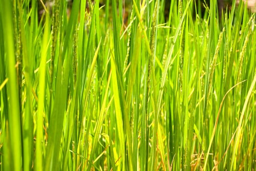 Young rice growing under the sun