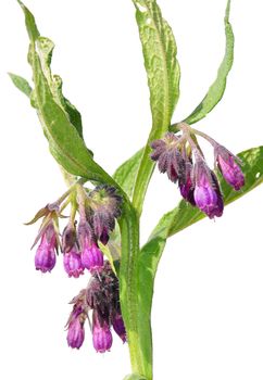 Comfrey (Symphytum officinale)