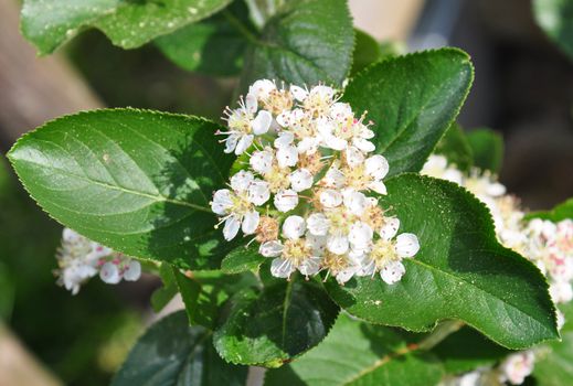 Chokeberry flowers (Aronia melanocarpa)