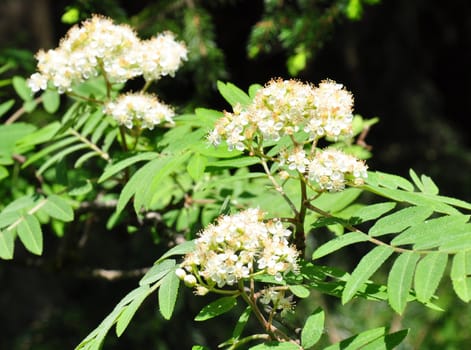 Rowan (Sorbus aucuparia)