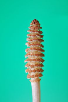 Horsetail flower (Equisetum)