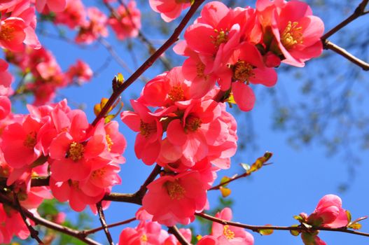 Chinese quince flowers (Chaenomeles speciosa)