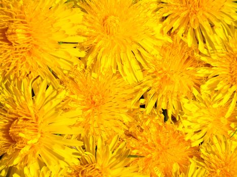 Dandelion flowers