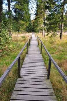 Corduroy way in a bog