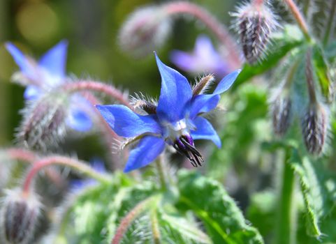 Borage (Borago officinalis)