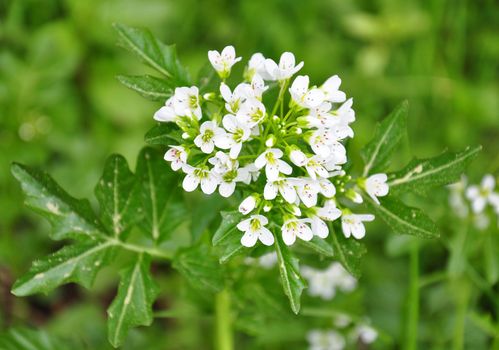 Watercress (Nasturtium officinale)