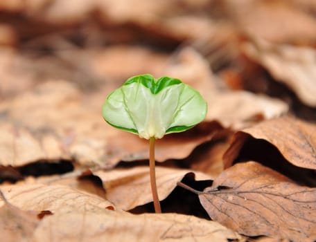 Beech seedling