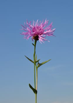 Brown knapweed (Centaurea jacea)