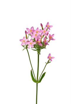 Common centaury (Centaurium erythraea)