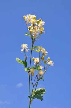 Old man's beard (Clematis vitalba)