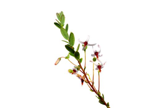 Cranberry flowers (Vaccinium macrocarpon)