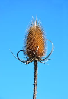 Fuller's teasel (Dipsacus fullonum)