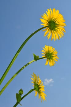 Leopard's Bane (Doronicum orientale)