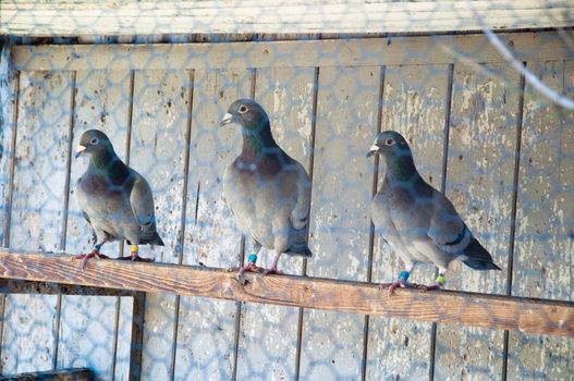 3 pigeons sitting inside of breeding cage