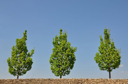 Maple trees