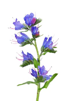 Viper's Bugloss (Echium vulgare)