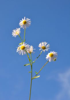 Annual fleabane (Erigeron annuus)