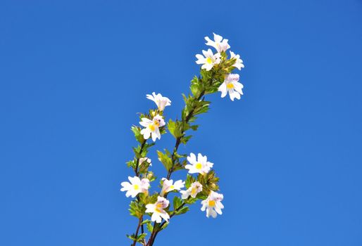 Eyebright (Euphrasia officinalis)