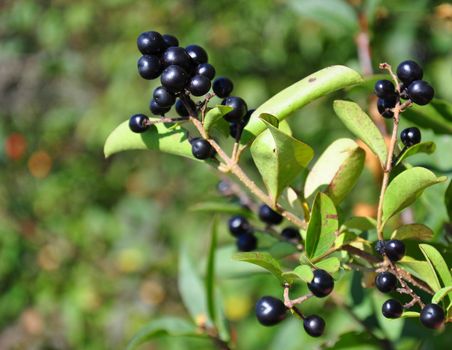 Berries of alder buckthorn (Frangula alnus)