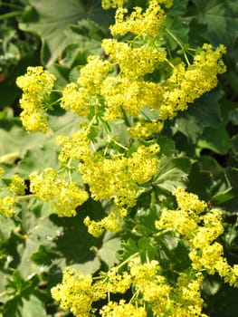 Lady's mantle (Alchemilla)