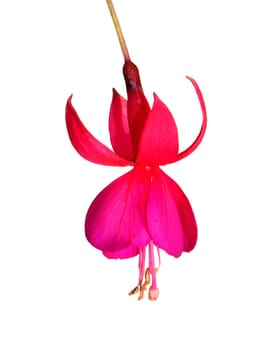 Fuchsia flower